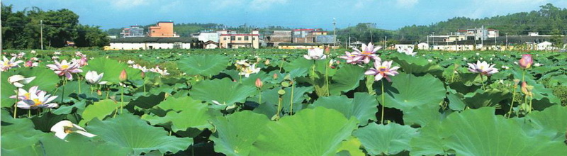 樓下村盤活村中八畝土地,成就了佛岡一景,也為該村帶來經(jīng)濟(jì)效益。