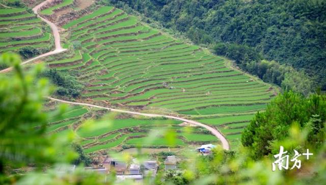 黑山村梯田。記者黃津 攝