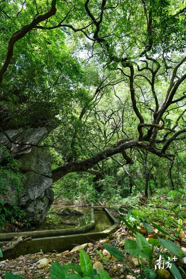 沙口鎮(zhèn)園山村背后，古樟樹(shù)錯(cuò)落有致。 曾亮超 攝